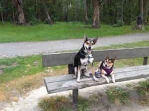 Billys-dogs