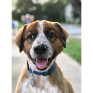 Ruger