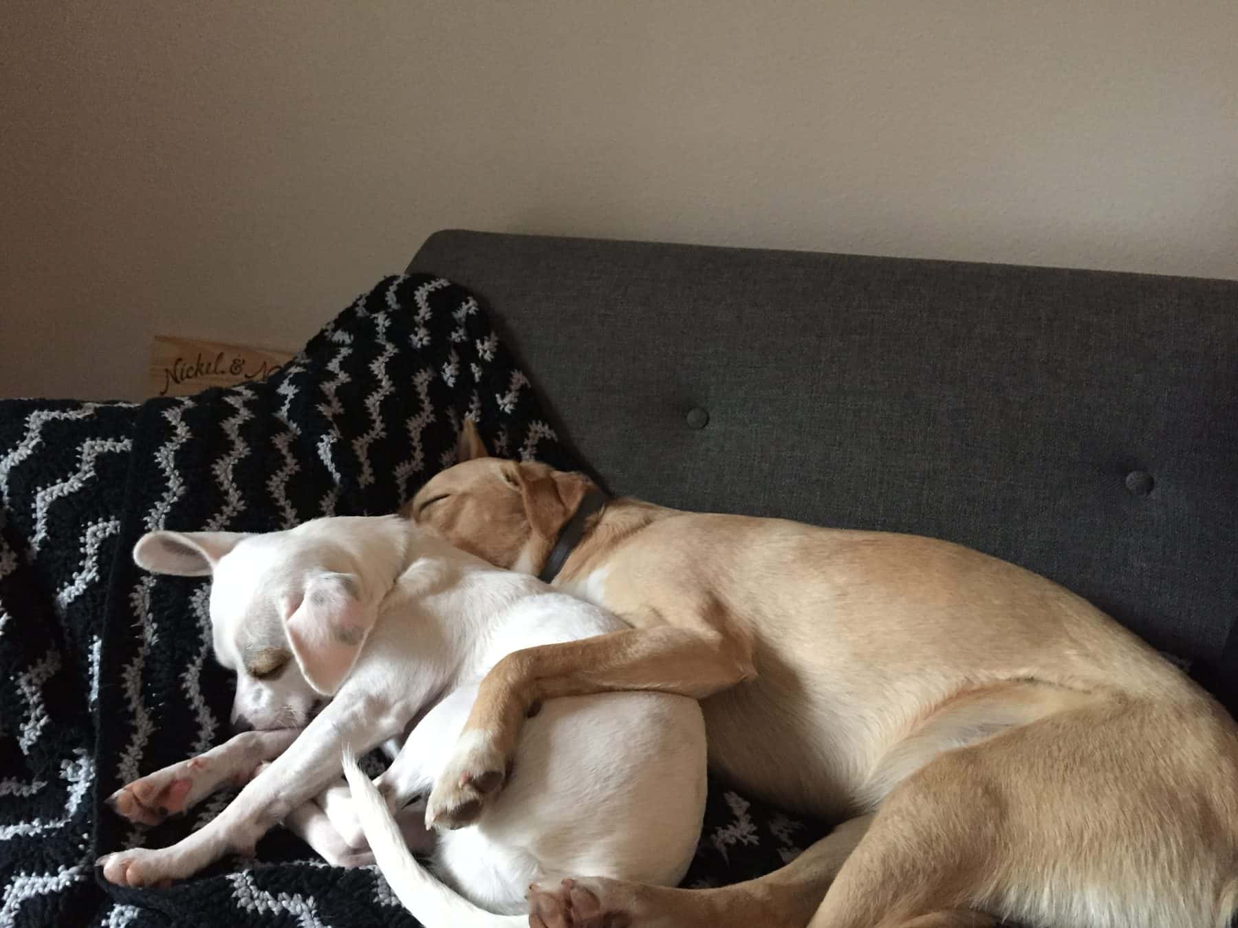 dogs